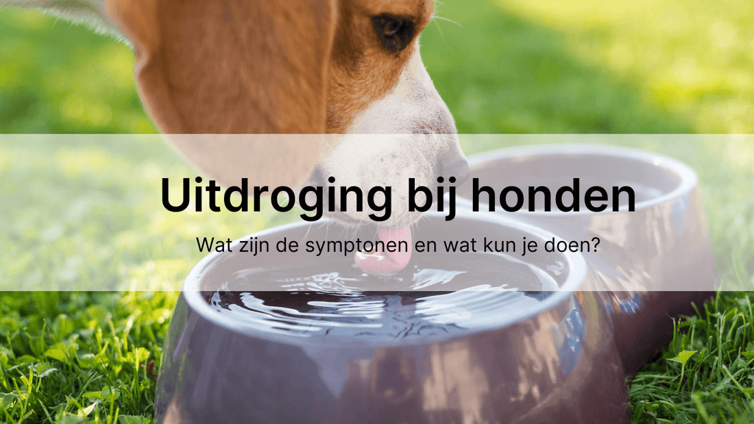 Uitdroging bij honden